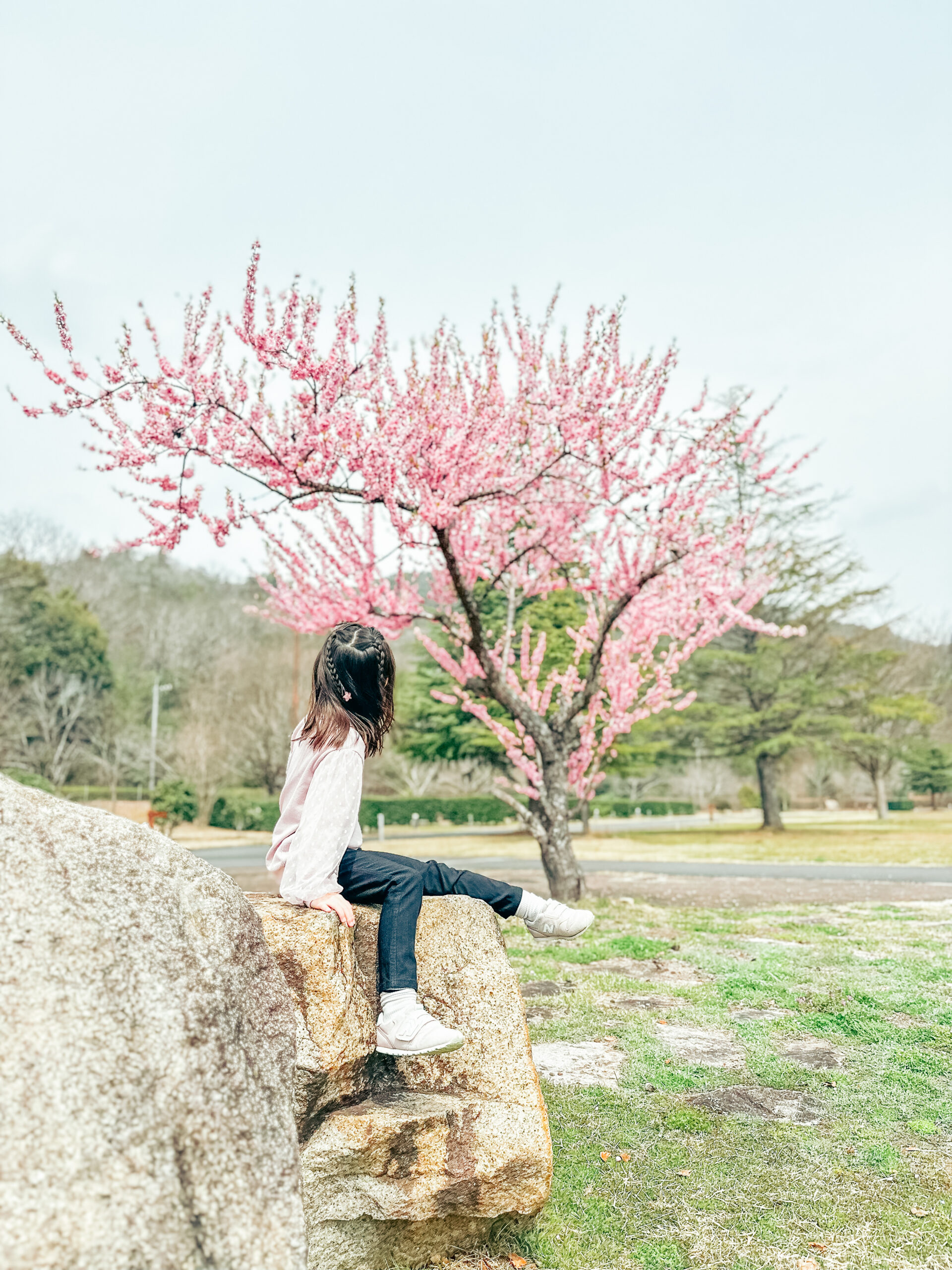 世羅町｜河津桜ロケーション撮影